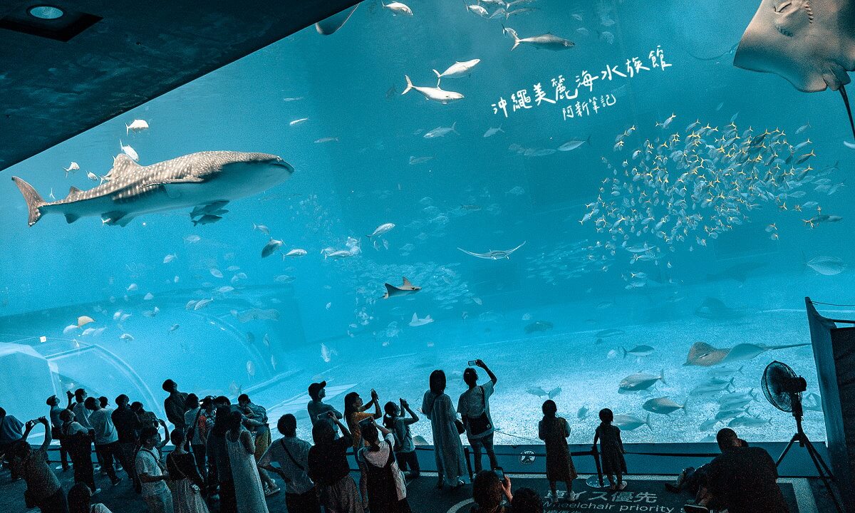 沖繩水族館,沖繩美麗海水族館,沖繩景點,美ら海水族館,沖繩 水族館,沖繩必玩,美麗海水族館